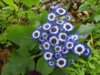 цинерария изящная (cineraria elegans) 6.jpg