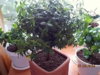 DSCN1050.JPG