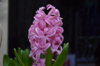 DSC_6692.jpg