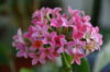 DSC_7921.jpg