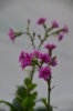 DSC_7931.jpg