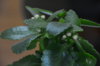 DSC_7938.jpg