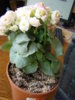 DSC05150.JPG