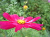 Космея 2013 037.jpg