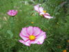 Космея 2013 072.jpg