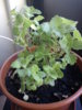DSC00704.JPG