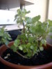 DSC00707.JPG