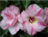 adenium nuan ta.jpg