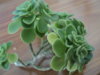 DSC03934.JPG
