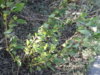 DSC04161.JPG