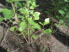 DSC04157.JPG