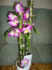 DSC00703.JPG