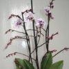 06.03.13  Phalaenopsis- Фаленопсис мелкоцветковая (2).jpg