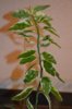 DSC_0421_thumb.jpg