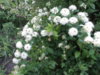 DSC04348.JPG