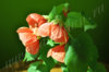 abutilon_Cuore-di-Leone_11.jpg