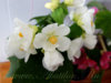 abutilon_whitesnow_5.jpg