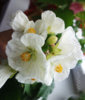 abutilon_whitesnow_2.jpg