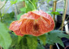 abutilon_macrame_2.jpg