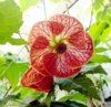 abutilon_macrame_3small.jpg