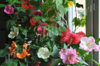 abutilon_mix_29.jpg