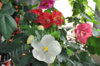 abutilon_mix_37.jpg