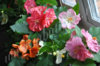 abutilon_mix_39.jpg