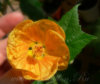 abutilon_apfelsine_2.jpg