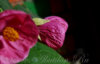 abutilon_lilac_wonder-3.jpg