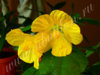 abutilon_lutik_yellow_1.jpg