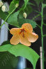 abutilon_orange-twist_2.jpg