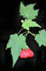 abutilon_roter_jewel-7.jpg