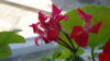 DSC01392.JPG