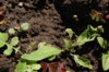 DSC09153.JPG