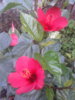 20120907_170051.jpg