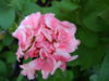 IMGP0953 Ярка.JPG