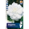 begonia_double_white-500x500.jpg