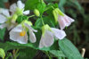 abutilon_appleblossom_4.jpg