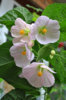 abutilon_appleblossom_7.jpg