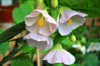 abutilon_appleblossom_9.jpg