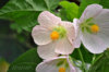 abutilon_appleblossom_11.jpg