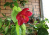 abutilon_cerise-angel_1.jpg