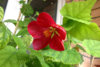 abutilon_cerise-angel_3.jpg