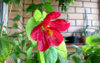 abutilon_cerise-angel_5.jpg