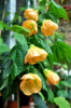 abutilon_mirabella_1.jpg