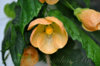 abutilon_mirabella_3.jpg