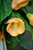 abutilon_mirabella_5.jpg