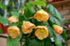 abutilon_mirabella_6.jpg