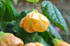 abutilon_mirabella-2.jpg