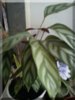 DSC00171.JPG